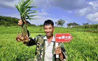 水果自由成生活质量标准，拼多多农产品成绩增长迅猛