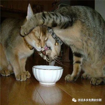拼多多砍价最快方法揭秘：高质量砍价群与好友助力诀窍-第3张图片-拼多多助力