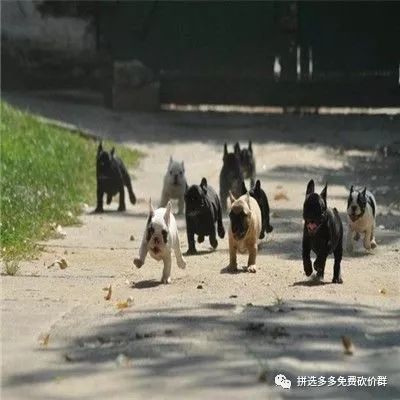 拼多多砍价最快方法揭秘：高质量砍价群与好友助力诀窍-第7张图片-拼多多助力